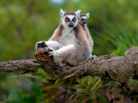 Lemuren auf Madagaskar