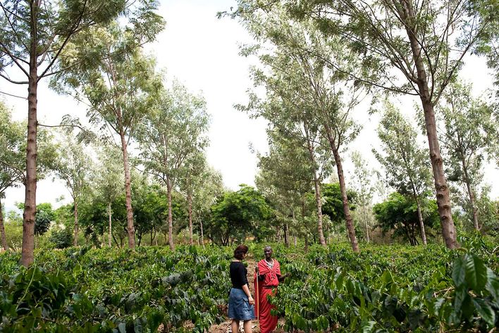 Kaffeeplantage in Arusha