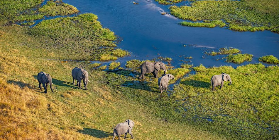 Luftaufnahme von einer Elefantenherde bei einer Flugsafari in Botswana am Okavango Delta