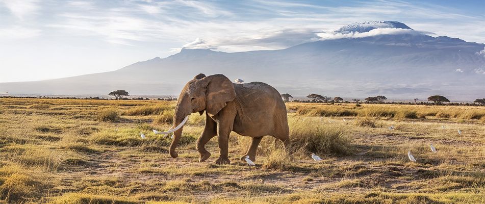 Ein Elefant im Amboseli Nationalpark in Kenia