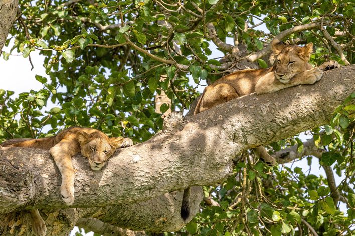 Löwen im Baum in Uganda