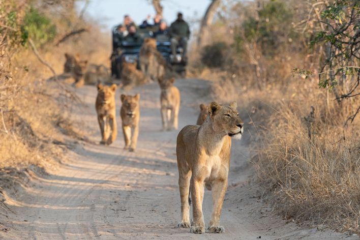 Löwen auf einer Safari