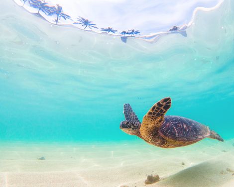 Kreuzfahrt mit der Discovery Princess von Sydney bis Los Angeles-2