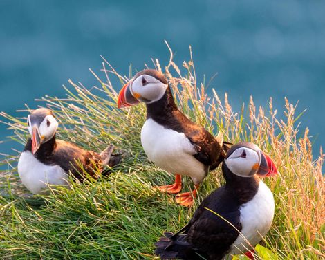 Kreuzfahrt mit der Celebrity Silhouette ab/an Reykjavík inkl. Island-Rundreise