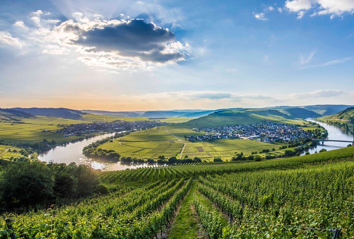 Mosel mit Weinbergen in Trittenheim