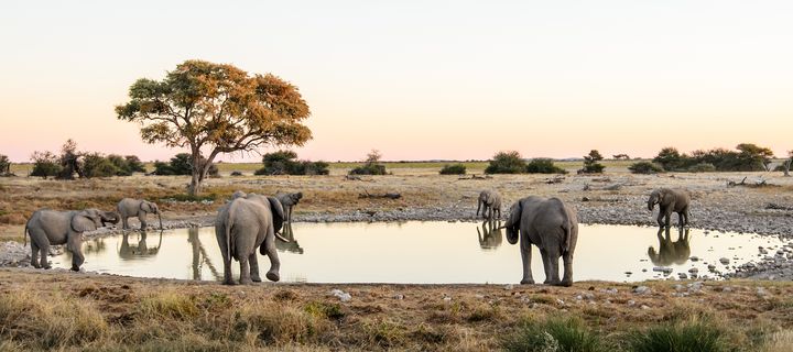 Elefanten im Etosha Nationalpark