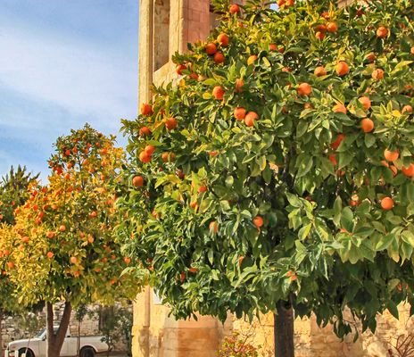 Baum in Limassol