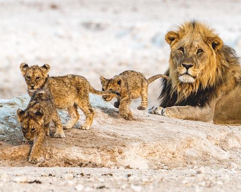 Zwischen Dünenmeer und Wildnis-1