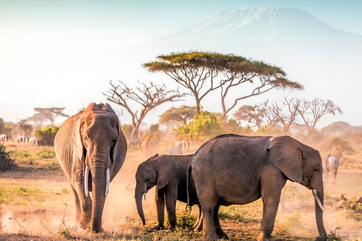 Elefanten in Kenia