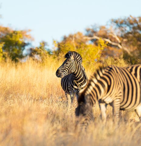 Zwei Zebras im Krüger Nationalpark in Südafrika