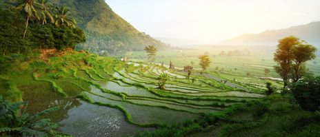 Panorama der grünen Reisterrassen von Ubud, Bali