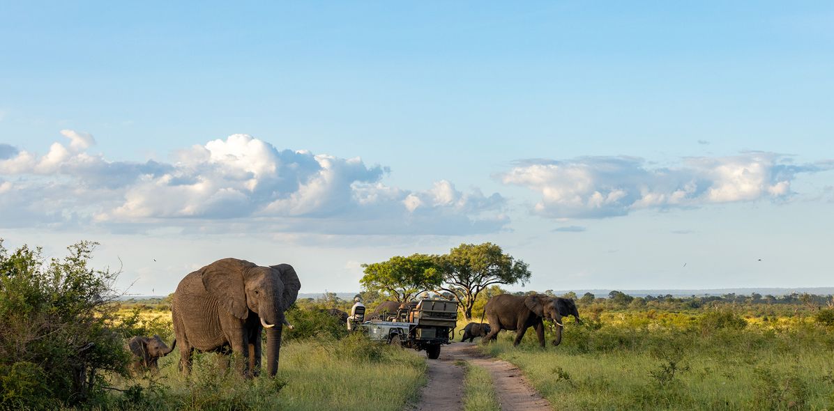 Elefantenherde und Safari-Auto im Sabi Sand Nature Reserve in Südafrika 