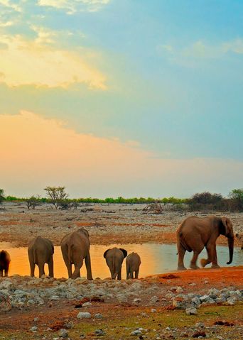 Elefanten am Wasserloch im Etosha Nationalpark in Namibia