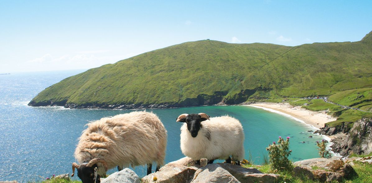 Schafe auf Klippe und Bucht