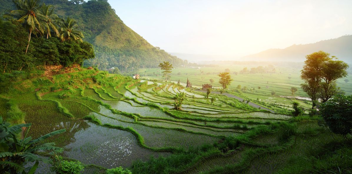 Sonnenaufgang auf Reisterrasse in Bali