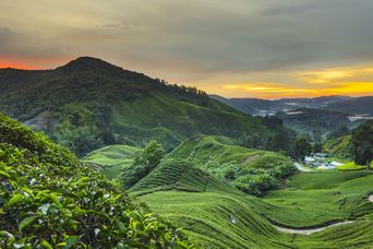 Landschaft in den Cameron Highlands in Malaysia