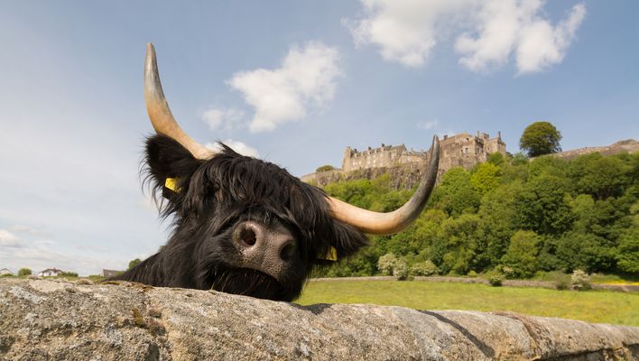 Kuh vor Stirling Castle