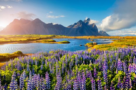 Blumenlandschaft mit Gebirge in Island