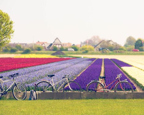 Flusskreuzfahrt zur Tulpenblüte mit Rad & Schiff MS De Nassau ab/an Amsterdam-3