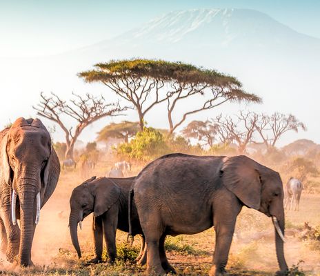 Elefanten in Kenia