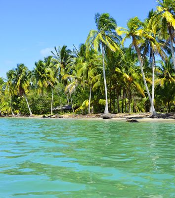 Palmen am Strand von Bocas del Toro in Panama