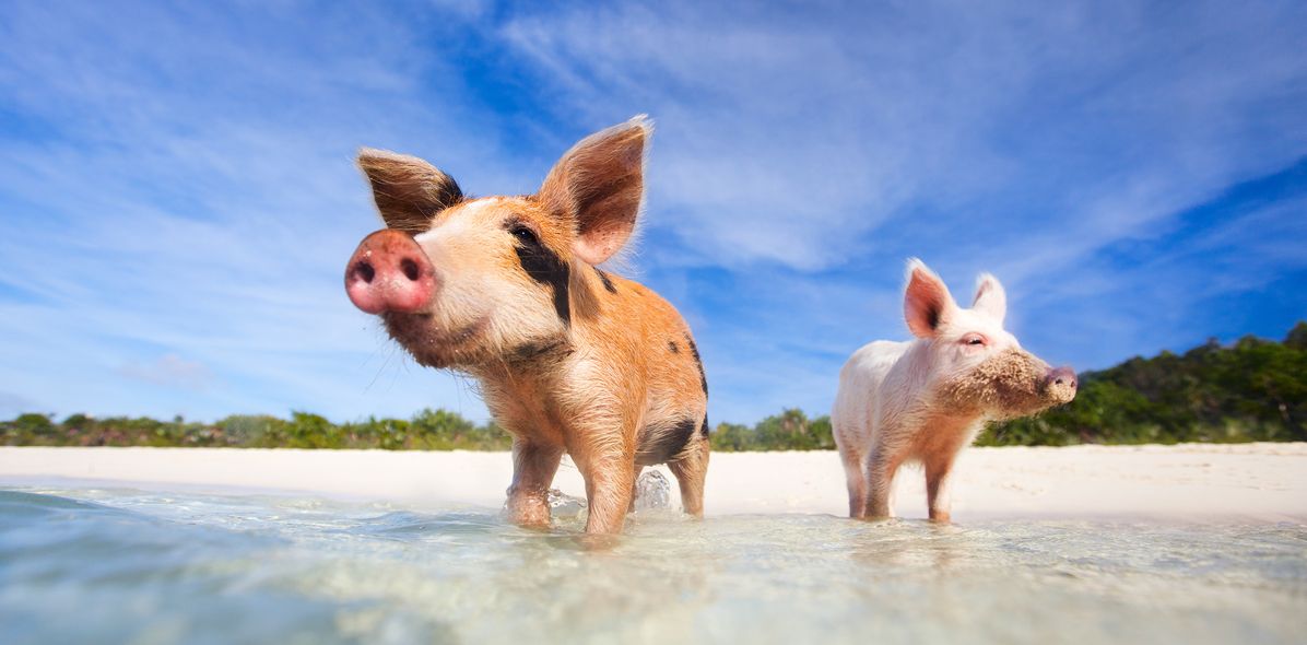 Schweine auf den Bahamas