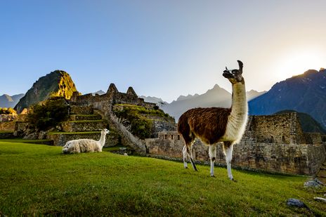 Zwei Lamas vor der Inkatätte Machu Picchu in Peru
