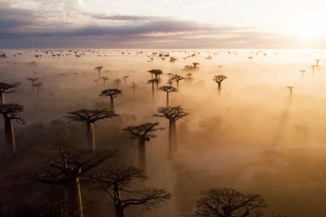 Baobab Bäume im Sonnenaufgang und Morgentau