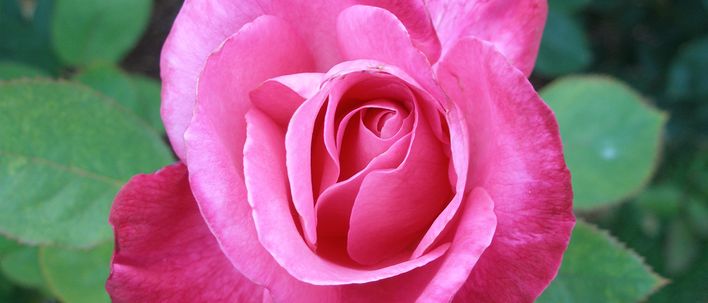 Pinke Rose