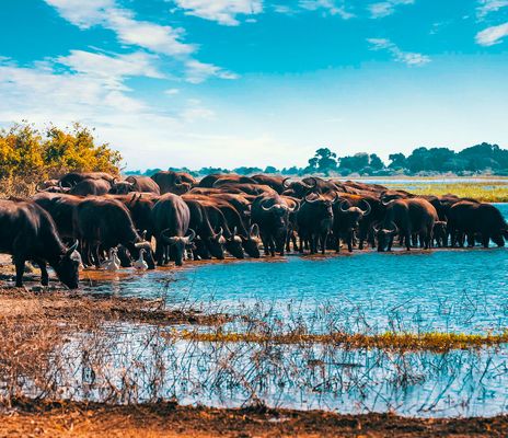 Büffel am Wasser in Botswana