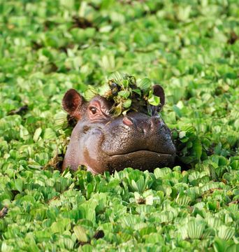 Ein Flusspferd schaut zwischen dichten grünen Wasserpflanzen neugierig aus einem Gewässer hervor.