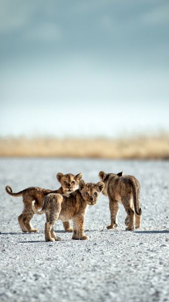 Löwen in Namibia