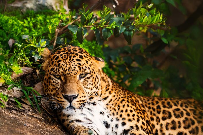 Leopard