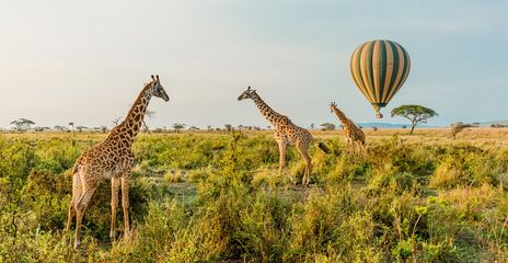 Giraffen auf Feld mit Heißluftballon