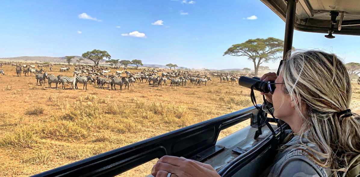 Frau auf Safari und entdeckt Zebras