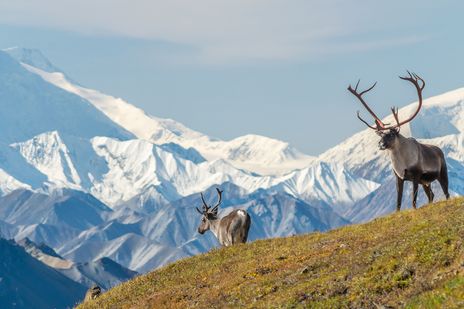 Karibu-Rentier auf einer Anhöhe im Denali-Nationalpark vor schneebedeckten Bergen