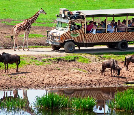 Abbildung