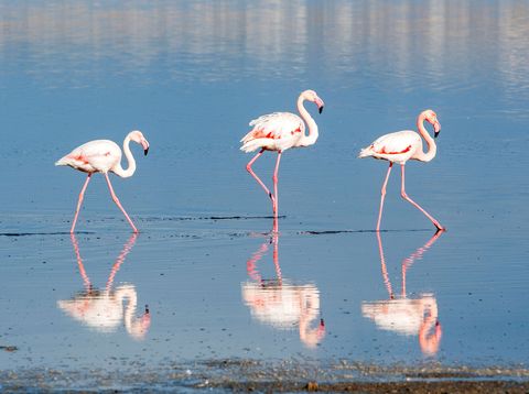 Flamingos auf dem Larnaka Salzsee 