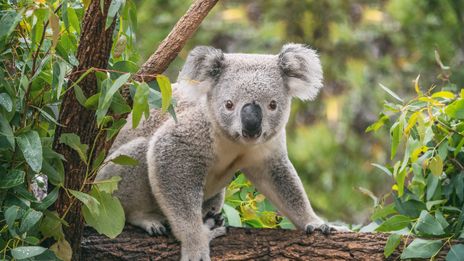 Koala auf Baum in Australien