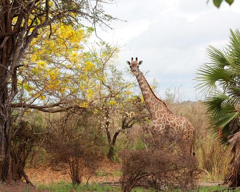 Inselträume und Safariabenteuer in Ostafrika-0