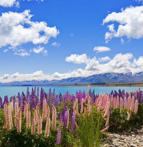 Blumenfeld und Landschaft in Neuseeland