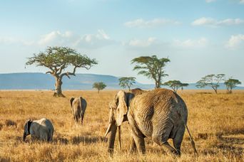 Tansania Serengeti Nationalpark Elefantenherde