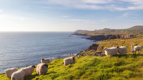 Schafe an der Küste in Irland