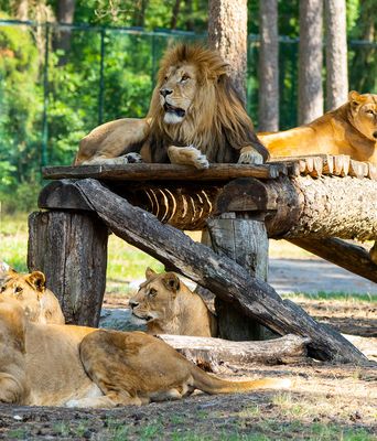 Löwen im Serengeti Park