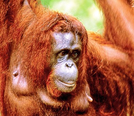 Orang Utan in Malaysia