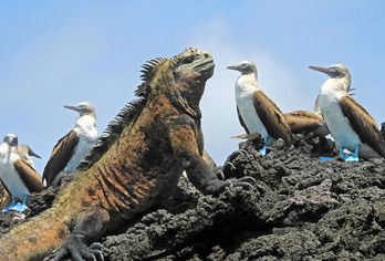 Ecuador & Galápagos-Inseln