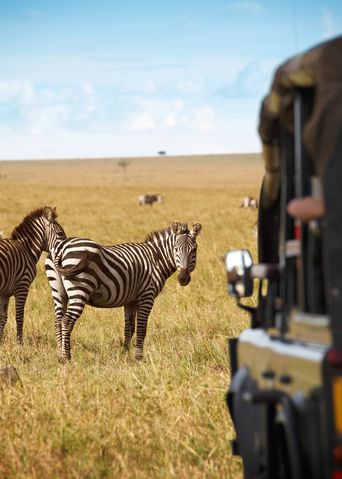 Zebras bei einer Safari in Afrika