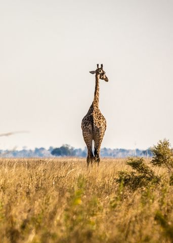 Giraffe in Botswana