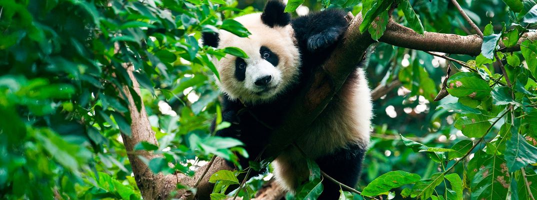 Pandabär in Chengdu in China