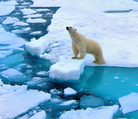 Eisbär auf Eisscholle